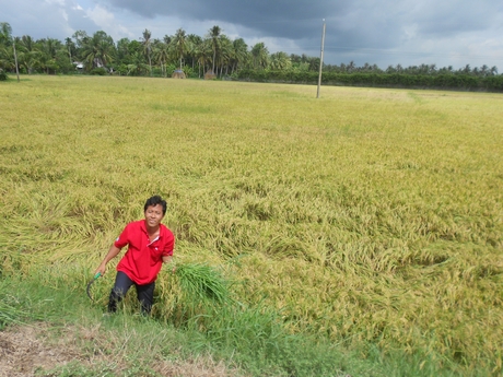 Mưa lớn, gió mạnh làm đổ ngã, gây tổn thất lúa Hè Thu tại một số địa phương vào tháng 4/2021.