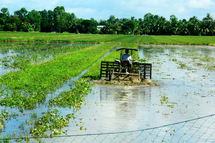 Nhiều ruộng khoai vừa dỡ xong đã bắt đầu cày xới cho vụ lúa tiếp theo.