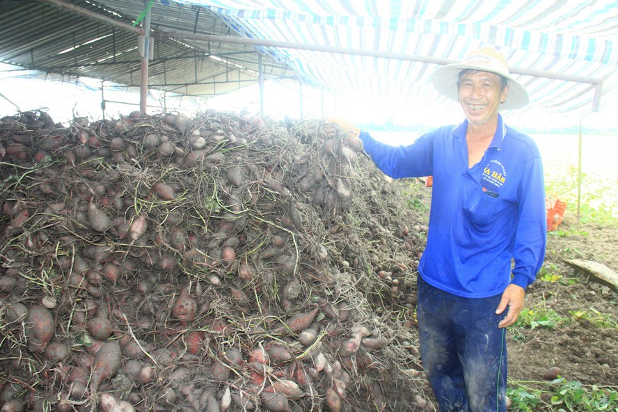 Chú Nguyễn Văn Đức (ấp Tân Dương, xã Tân Thành- Bình Tân) thu hoạch 14 công khoai, bán tại ruộng 40.000 đ/tạ. “Chi phí đầu tư mỗi công khoai không dưới 15 triệu đồng, mùa khoai này coi như đứt vốn”- chú Đức cười như mếu.