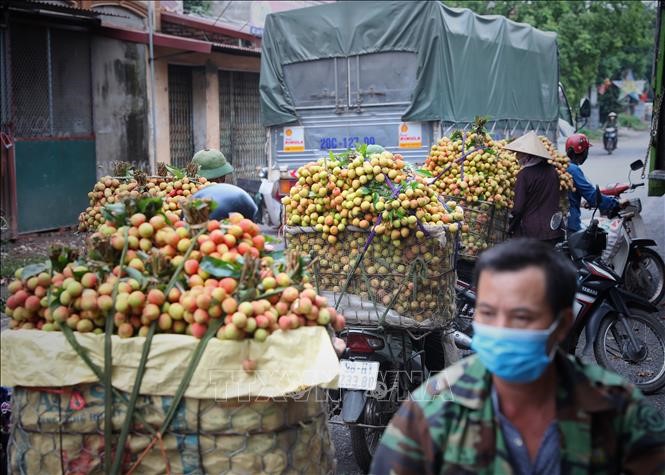 Vận chuyển vải đến điểm thu mua tại huyện Tân Yên ngày 28/5. Ảnh: Danh Lam-TTXVN