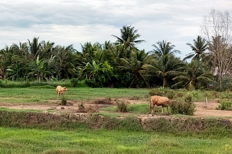 Người chăn nuôi chăn thả trâu, bò tự do, gây khó kiểm soát đường lây truyền bệnh.