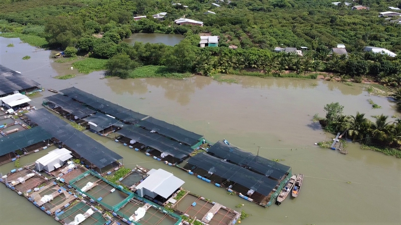 Tại khu vực trên cũng có gần 100 lồng bè nuôi cá của khoảng 10 hộ. Sau khi sự cố xảy ra, nhiều hộ đã gia cố lại dây neo lồng bè, đề phòng sạt lở có thể tiếp tục xảy ra.