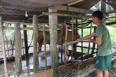 Người dân cần thực hiện các biện pháp chăn nuôi an toàn sinh học để phòng chống dịch bệnh.