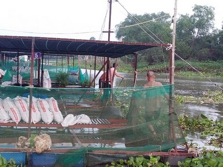 Người nuôi cá lồng bè trên sông Cổ Chiên, gần điểm sạt lở gia cố lại dây neo lồng bè đề phòng tổn thất.