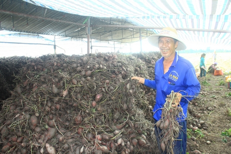 Chú Nguyễn Văn Đức miệng cười nhưng lòng dạ héo hon bên đống khoai 14 công, dỡ ngày 29/5/2021, bán giá 40.000 đ/tạ.