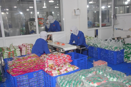 Việc ứng dụng công nghệ sinh học trong sản xuất góp phần nâng cao hiệu quả, năng suất. Ảnh minh họa