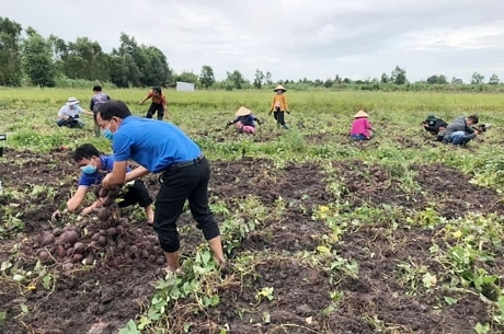 Tỉnh Đoàn Vĩnh Long chung tay hỗ trợ tiêu thụ khoai lang tím Bình Tân.