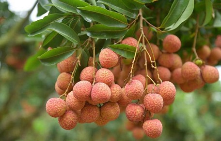  Vải thiều Bắc Giang đang vào vụ thu hoạch. (Ảnh minh họa: KT)