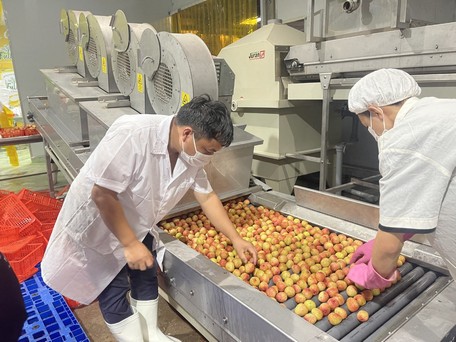 Các doanh nghiệp xuất khẩu tăng cường đầu tư các chi phí xử lý, bảo quản quả vải cần thiết để đáp ứng các tiêu chuẩn cao của Nhật Bản.