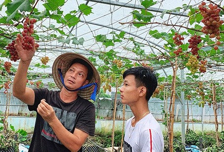  Mô hình thực nghiệm nho tại Cần Thơ Farm.