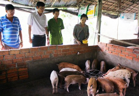 Gia đình bà Lánh (bìa phải) nuôi heo tộc lời 500.000 đ/con.