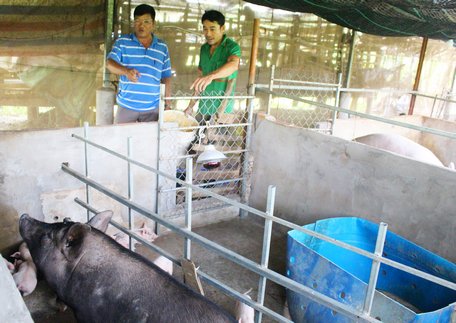 Anh Dương (phải) cho rằng nuôi heo tộc chỉ với 200m2 trong vòng 1 năm là có thể thu nửa tỷ trong tầm tay.