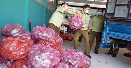 Mới đây, Cục Quản lý thị trường Vĩnh Long kết nối với Cục Quản lý thị trường Bến Tre thu mua và tiêu thụ được 8,5 tấn khoai lang tím Nhật.