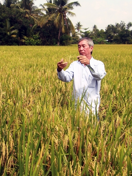 Sản xuất lúa ứng phó với biến đổi khí hậu, nhằm nâng cao hiệu quả kinh tế, góp phần giảm phát thải khí nhà kính.