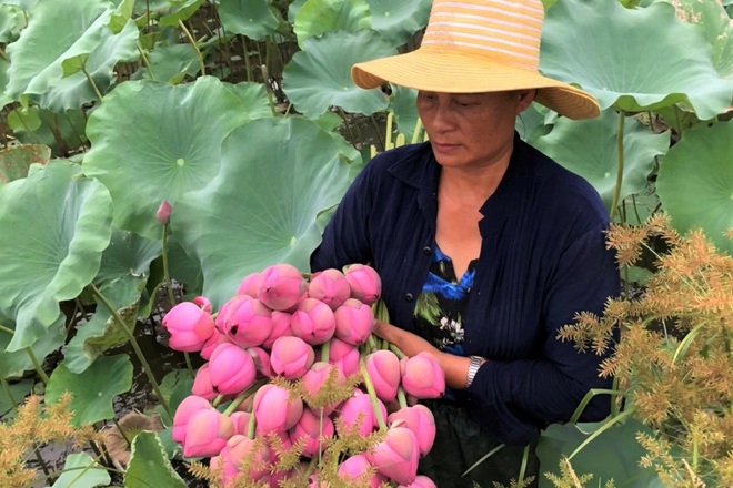  Nhờ trồng sen Nhật, nhiều gia đình thu lãi gấp nhiều lần trồng lúa.