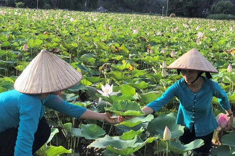 Quy trình ướp trà sen được thực hiện công phu, tỉ mỉ, vì thế sản phẩm khi bán ra mới được các thực khách tin dùng lựa chọn.