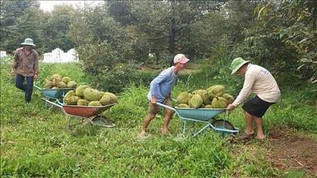 Thu hoạch sầu riêng tại phường Trường Lạc, quận Ô Môn. Ảnh tư liệu: Ngọc Thiện/TTXVN