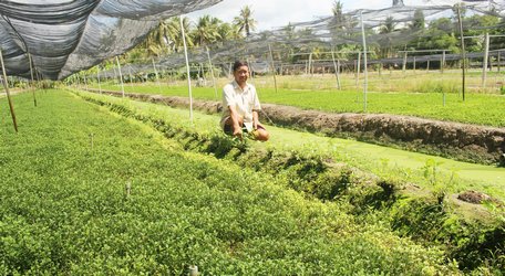 Xà lách xoong giảm giá, nông dân đang hạn chế chăm sóc.