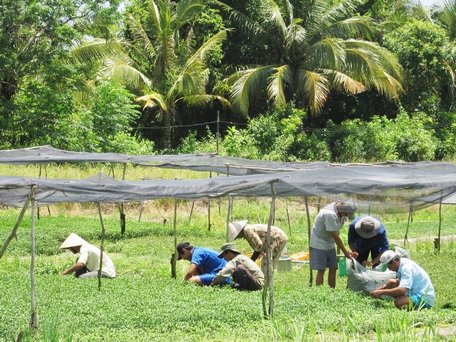 Là xã giàu nhất tỉnh nhờ lợi thế vùng chuyên canh trồng cải xà lách xoong, nhưng năm nay xã Thuận An gặp khó trong hỗ trợ người dân nâng cao thu nhập.