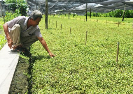 Xà lách xoong không bán được nên nông dân hạn chế chăm sóc. Trong ảnh: Ông Trương Văn Bo bên rẫy xà lách xoong.