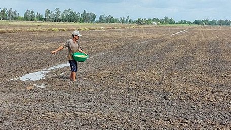 Nông dân huyện Vĩnh Thuận (Kiên Giang) gieo sạ lúa thu đông. (Ảnh: UBND huyện Vĩnh Thuận).