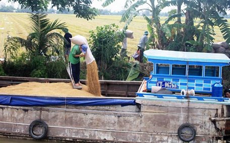  Thương lái thu mua lúa của nông dân tại huyện Thới Lai.