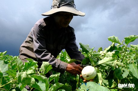 Người dân ở xã Trường Xuân (Đắk Song, Đắk Nông) thu hái cà để gửi vào TP.HCM - Ảnh: ĐÌNH CƯƠNG