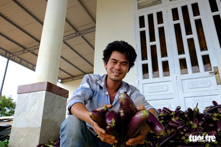 Từ đầu tháng 7 đến nay, gia đình anh Đặng Văn Tuyến đã quyên góp được hơn 4 tấn cà tím cho TP.HCM - Ảnh: ĐÌNH CƯƠNG