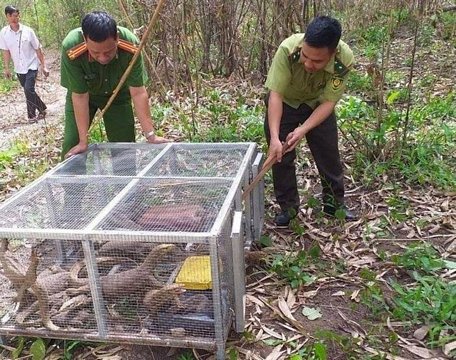  Các cá thể kỳ đà vân được thả về tự nhiên.