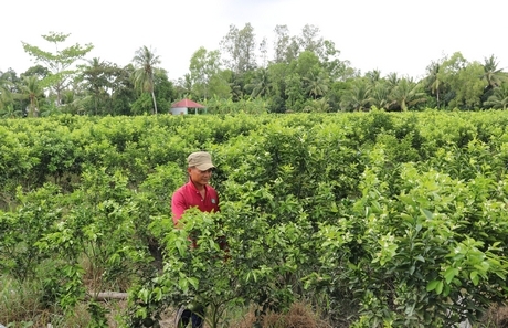 Mô hình chuyển đổi cơ cấu cây trồng mang lại hiệu quả kinh tế cho người dân.