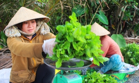 Nâng cao thu nhập là một trong những mục tiêu trọng tâm trong xây dựng NTM.