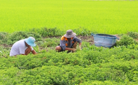 Hiện, các địa phương đang đề ra “mục tiêu kép” vừa đảm bảo an toàn phòng dịch, vừa phát triển kinh tế để giúp người dân nâng cao thu nhập.