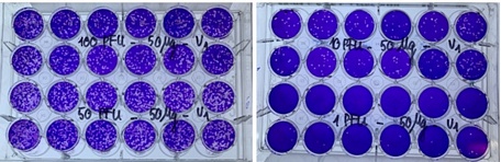 Ảnh chụp các giếng thử nghiệm về sự hình thành vết tan của virus SARS-CoV-2 trên tế bào Vero E6 khi thử nghiệm với thuốc VIPDERVIR. Ảnh: Viện Công nghệ sinh học