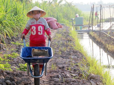 Huyện Mang Thít hiện có đến 4 xã nông thôn mới bị giảm tiêu chí. Trong ảnh: Người dân xã Long Mỹ đi làm đồng.