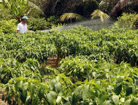 Nhiều nông dân gặp khó đầu ra, khâu vận chuyển nông sản.