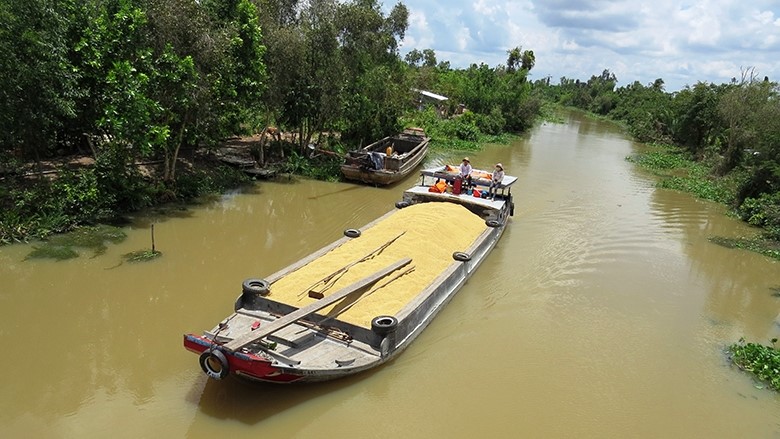 Ghe, thuyền gia dụng là phương tiện chủ yếu được người dân vùng ĐBSCL vận chuyển lúa từ ruộng, đồng. Ảnh minh họa