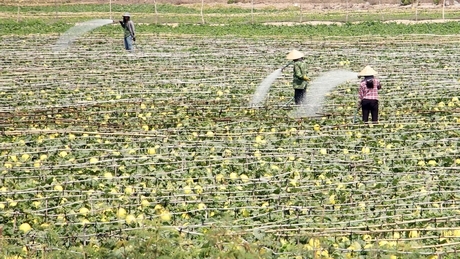 Các địa phương cần tạo điều kiện đưa nhân công, máy móc thu hoạch vận chuyển hàng hóa nông sản.