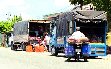 Chôm chôm được chở đi tiêu thụ.