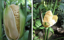 Kỳ lạ loài cây "vỏ như bắp ngô, ruột như mì tôm"