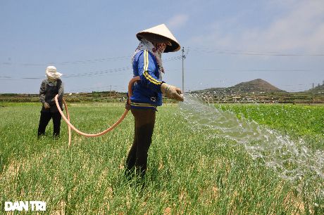 Toàn huyện đảo có trên 300 ha đất nông nghiệp.