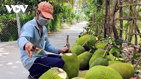  Nhà vườn huyện Cai Lậy, tỉnh Tiền Giang thua hoạch vườn mít rất phấn khởi vì giá cao.