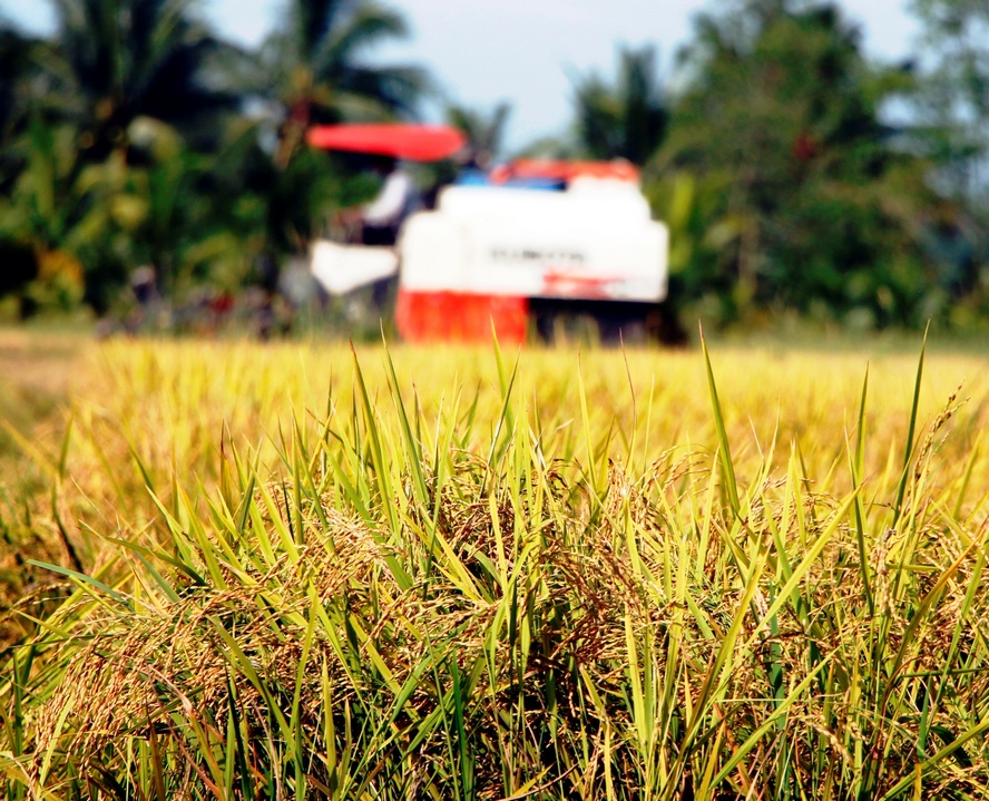 Lúa chín vàng ươm trên đồng, chờ thu hoạch.