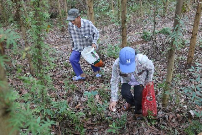 Tại đa số các vùng đồi, núi ở TP Huế, huyện Phong Điền, Phú Lộc, thị xã Hương Trà, Hương Thủy… người đi 