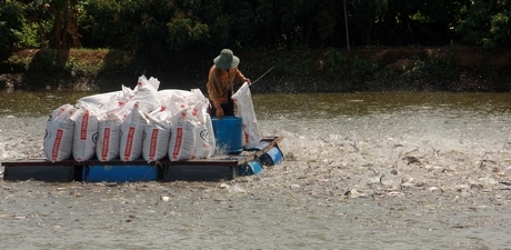 Khó đầu ra, người nuôi thủy sản buộc phải cho ăn cầm chừng.