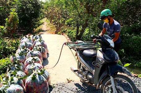 Thương lái đến tận vườn thu mua chôm chôm.