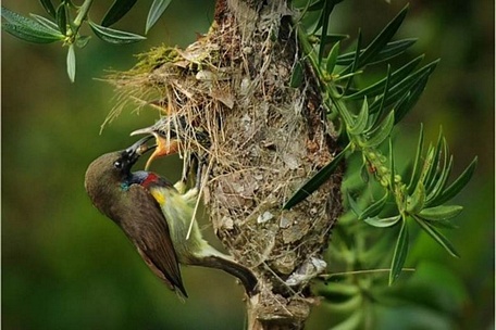 Hệ động, thực vật tại khu dự trữ sinh quyển Kon Hà Nừng rất phong phú, đa dạng với nhiều loại quý hiếm có mặt trong sách đỏ Việt Nam và thế giới (Ảnh: Khu bảo tồn Kon Chư Răng).