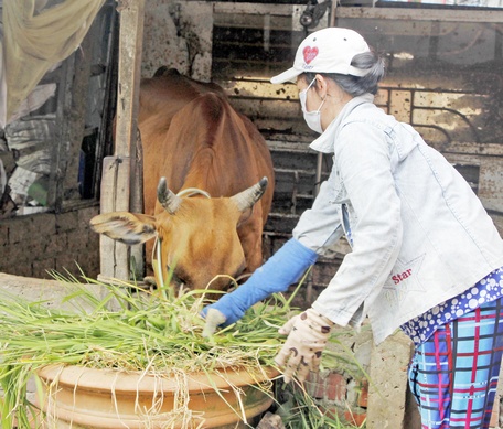 Người nuôi cần chủ động tiêm phòng, vệ sinh chuồng trại.