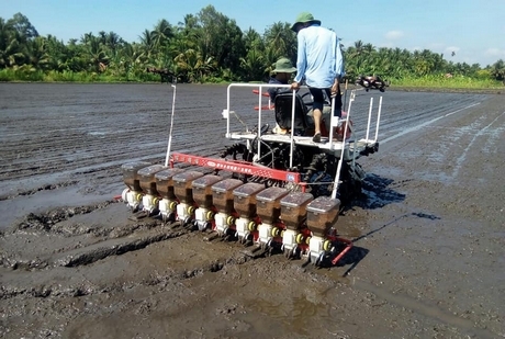 Nhiều địa phương giảm lượng giống gieo sạ đem lại hiệu quả.