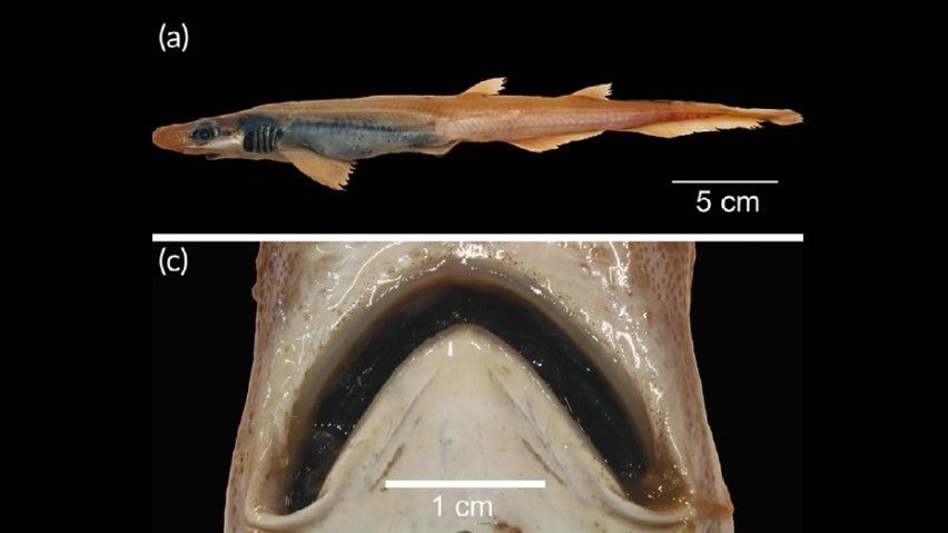 Cá mập mèo miệng đen (Galeus melastomus) từng khiến các nhà sinh vật học vô cùng bàng hoàng khi không có răng và da. Ảnh: Mulas et al.