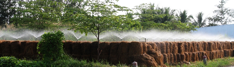Tạm nghỉ canh tác để xả lũ, nhiều nông dân chuyển sang trồng nấm rơm trên vùng đất cao cặp Đường tỉnh 908.